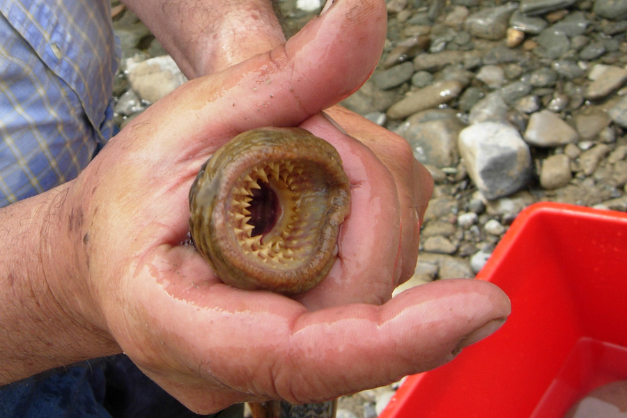 Petromyzon marinus (Agnatha)